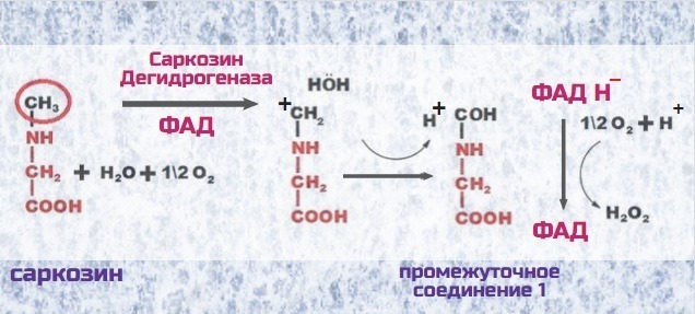 синтез глицина из саркозина 1 этап