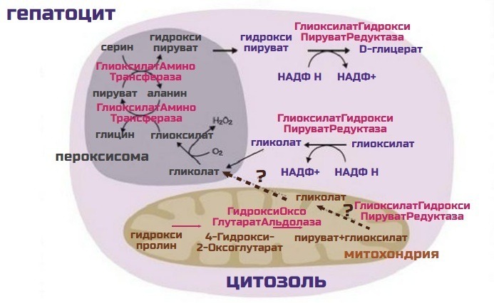 обезвреживание глиоксалата в печени