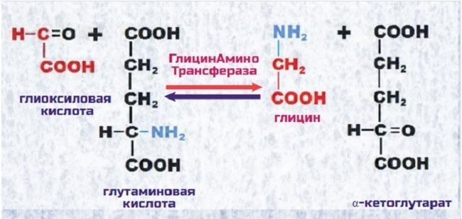 синтез глицина из глутамата