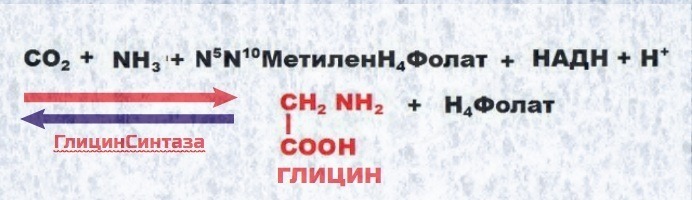 синтез глицина из аммиака и углекислоты
