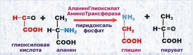 синтез глицина из глиоксиловой кислоты