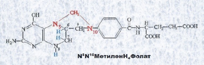 N5N10метилентетрагидрофолиевая кислота