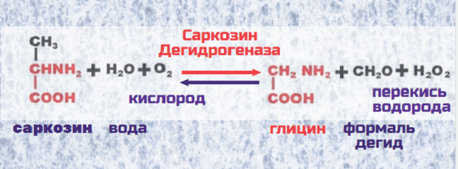 синтез глицина из саркозина общая схема