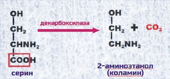 серин в 2-аминоэтанол