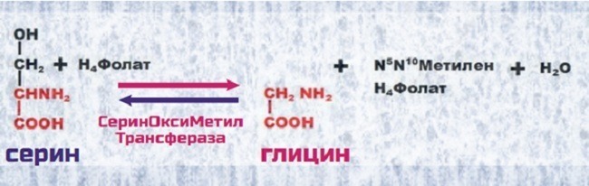 синтез глицина из серина