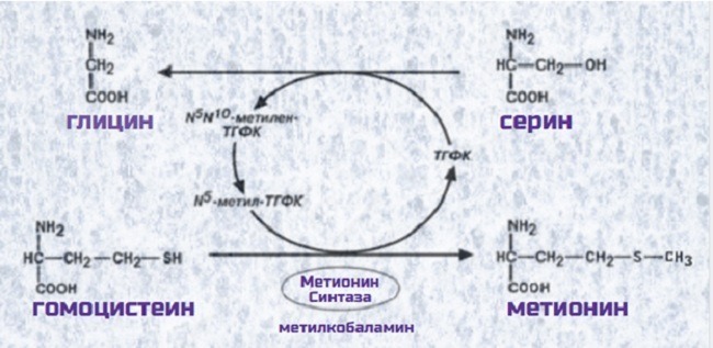 синтез глицина и серина