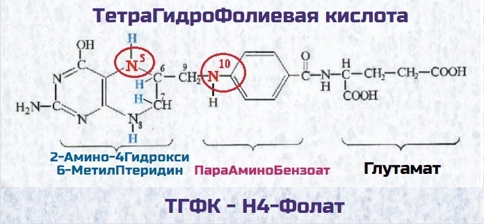 Тетрагидрофолиевая кислота