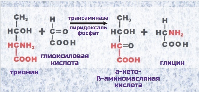 синтез глицина из треонина