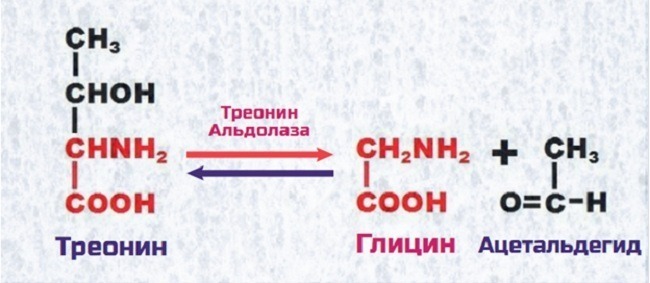 синтез глицина из треонина